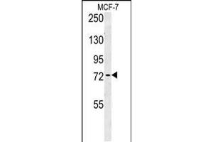 RICH2 Antibody (C-term) (ABIN654613 and ABIN2844313) western blot analysis in MCF-7 cell line lysates (35 μg/lane). (ARHGAP44 anticorps  (C-Term))