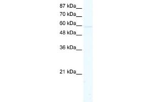 WB Suggested Anti-KCNK10 Antibody Titration:  2. (KCNK10 anticorps  (C-Term))