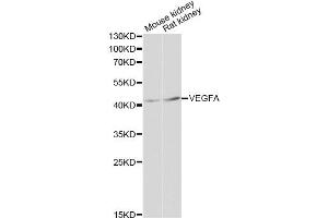 Western blot analysis of extracts of various cell lines, using VEGFA antibody (ABIN5999168) at 1:3000 dilution. (VEGF anticorps)