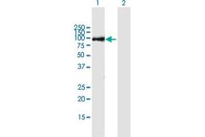 Western Blot analysis of THAP9 expression in transfected 293T cell line by THAP9 MaxPab polyclonal antibody.