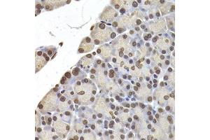 Immunohistochemistry of paraffin-embedded rat pancreas using LMNB2 Antibody. (Lamin B2 anticorps  (AA 341-620))