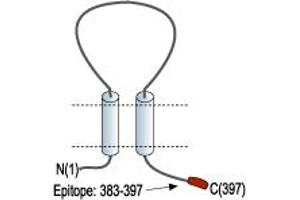 Representative domain view of the target of ABIN7043421.