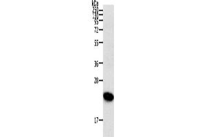 Western Blotting (WB) image for anti-Ras Homolog Gene Family, Member C (RHOC) antibody (ABIN2431009) (RHOC anticorps)