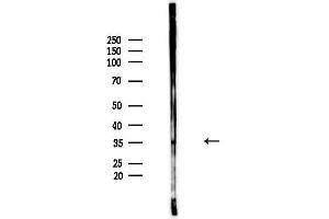 Western blot analysis of lysates from Mouse brain, using OR5K1 Antibody at 1/1000 dilution.
