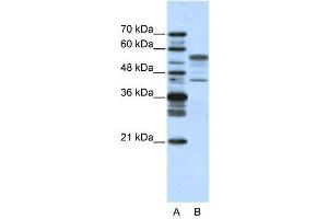 WB Suggested Anti-BLZF1  Antibody Titration: 2. (BLZF1 anticorps  (N-Term))