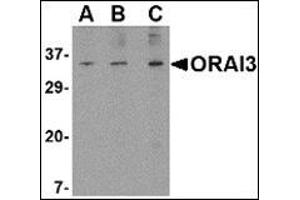 Western blot analysis of ORAI3 in A20 cell lysate with this product at (A) 1, (B) 2 and (C) 4 μg/ml. (ORAI3 anticorps  (N-Term))