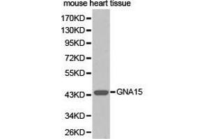 Western Blotting (WB) image for anti-Guanine Nucleotide Binding Protein (G Protein), alpha 15 (Gq Class) (GNA15) antibody (ABIN1872841) (GNA15 anticorps)