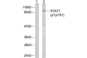 Western blot analysis of extracts from MCF7 cells using STAT1 (phospho-Tyr701) antibody (E011044). (STAT1 anticorps  (pTyr701))