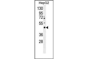 Western blot analysis of LRTM2 Antibody (C-term) in HepG2 cell line lysates (35ug/lane). (LRTM2 anticorps  (C-Term))