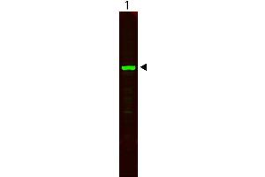 Western Blot showing detection of alpha tubulin in lane 1. (HeLa Whole Cell Lysate)