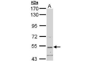 WB Image Sample (30 ug of whole cell lysate) A: Hep G2 , 7.
