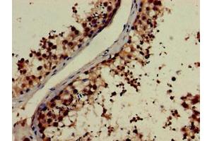 Immunohistochemistry of paraffin-embedded human testis tissue using ABIN7161677 at dilution of 1:100