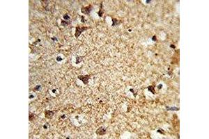 IHC analysis of FFPE human brain tissue stained with EIF2A antibody