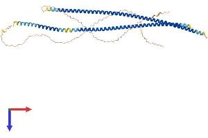 AlphaFold protein structure predicition of Human Recombinant KRT71 Protein, UniprotID Q3SY84