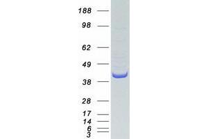 Validation with Western Blot