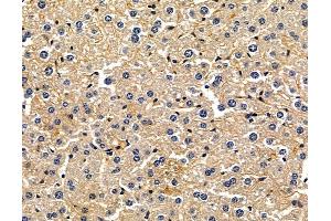 ABIN7096896 and ABIN7100962 at 1/100 staining mouse liver tissue by IHC-P. (Heparan Sulfate (Glucosamine) 3-O-Sulfotransferase 6 (HS3ST6) anticorps)