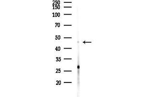 anti-Nucleosome Assembly Protein 1-Like 1 (NAP1L1) (C-Term) antibody