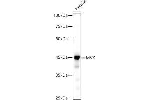 Western blot analysis of extracts of HepG2 cells, using MVK antibody (ABIN7268506) at 1:500 dilution. (MVK anticorps)