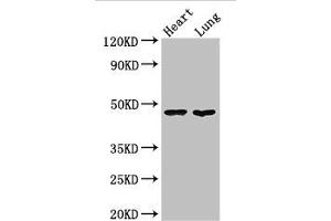 Western Blot Positive WB detected in: Mouse heart tissue, Mouse lung tissue All lanes: PAG1 antibody at 3 μg/mL Secondary Goat polyclonal to rabbit IgG at 1/50000 dilution Predicted band size: 47 kDa Observed band size: 47 kDa (PAG1 anticorps  (AA 97-432))