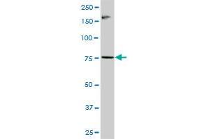 RNF6 MaxPab polyclonal antibody.