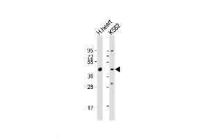 Western Blot at 1:2000 dilution Lane 1: human heart lysate Lane 2: K562 whole cell lysate Lysates/proteins at 20 ug per lane.