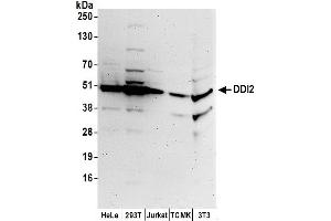 Western Blotting (WB) image for anti-DNA-Damage Inducible 1 Homolog 2 (DDI2) (AA 349-399) antibody (ABIN7450160)