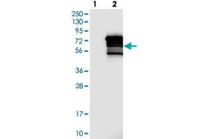 Western blot analysis of Lane 1: Negative control (vector only transfected HEK293T lysate), Lane 2: Over-expression Lysate (Co-expressed with a C-terminal myc-DDK tag (~3. (ZNF205 anticorps)