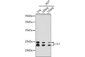 Western blot analysis of extracts of 293T cells, using IL2 antibody (ABIN7267993) at 1:3000 dilution. (IL-2 anticorps)