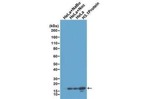 Western blot test of acid extracts of HeLa cells treated with sodium butyrate (HeLa+NaBu), treated and untreated with Nocodazole, and recombinant Histone H3. (Recombinant Histone 3 anticorps  (Lys4, N-Term))