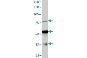 ARMC6 MaxPab polyclonal antibody. (ARMC6 anticorps  (AA 1-476))