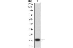 Western blot analysis using MDM2 mAb against human MDM2 (AA: 26-169) recombinant protein.