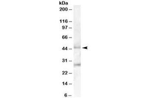 Western blot testing of human pancreas lysate with B3GNT2 antibody at 0. (B3GNT2 anticorps)