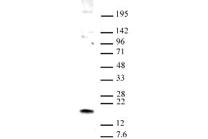 HMGN1 antibody (pAb) tested by Western blot.