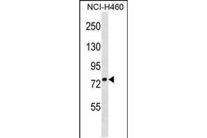 Western blot analysis in NCI-H460 cell line lysates (35ug/lane). (ZNF607 anticorps  (AA 312-338))