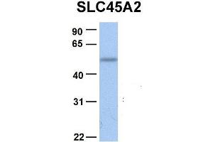 Host:  Rabbit  Target Name:  SLC45A2  Sample Type:  Human Fetal Liver  Antibody Dilution:  1.
