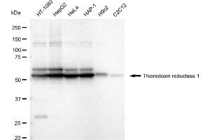 anti-Thioredoxin Reductase 1 (TXNRD1) antibody