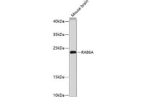 Western blot analysis of extracts of Mouse brain using RAB6A Polyclonal Antibody at dilution of 1:3000. (RAB6A anticorps)