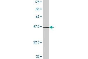 Western Blot detection against Immunogen (37.