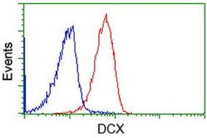 Flow cytometric Analysis of Jurkat cells, using anti-DCX antibody (ABIN2453871), (Red), compared to a nonspecific negative control antibody, (Blue). (Doublecortin anticorps)
