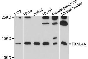 Western blot analysis of extracts of various cells, using TXNL4A antibody. (TXNL4A anticorps)