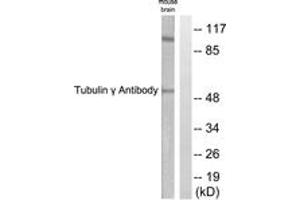 Western blot analysis of extracts from mouse brain cells, using Tubulin gamma Antibody. (TUBG1 anticorps  (AA 386-435))