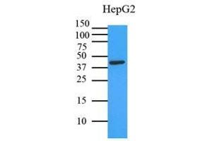 Cell lysates of HepG2 (35 ug) were resolved by SDS-PAGE, transferred to PVDF membrane and probed with anti-human MAPK1 (1:3000). (ERK2 anticorps)