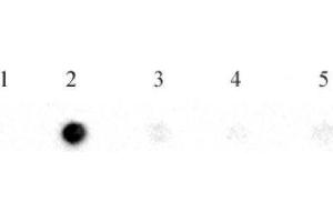 N6-Methyladenosine (m6A) antibody (pAb) tested by RNA dot blot analysis. (N6-Methyladenosine anticorps)