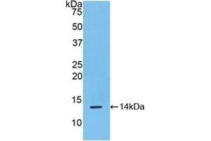 Detection of Recombinant RSPO1, Mouse using Polyclonal Antibody to R-Spondin 1 (RSPO1)