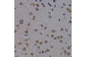 Immunohistochemistry of paraffin-embedded mouse brain using POLR2L antibody at dilution of 1:200 (400x lens). (POLR2L anticorps)