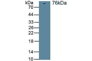 Detection of Recombinant DLG4, Rat using Polyclonal Antibody to Discs, Large Homolog 4 (DLG4) (DLG4 anticorps)