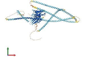 AlphaFold protein structure predicition of Mouse Recombinant Kif5c Protein, UniprotID P28738