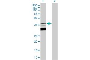 Western Blot analysis of TFAP4 expression in transfected 293T cell line by TFAP4 MaxPab polyclonal antibody.