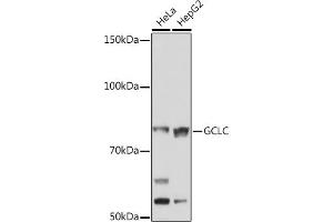 Western blot analysis of extracts of various cell lines, using GCLC Rabbit mAb (ABIN1680604, ABIN3018993, ABIN3018994 and ABIN7101696) at 1:1000 dilution.
