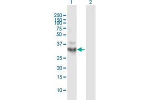 Western Blot analysis of OGG1 expression in transfected 293T cell line by OGG1 MaxPab polyclonal antibody.